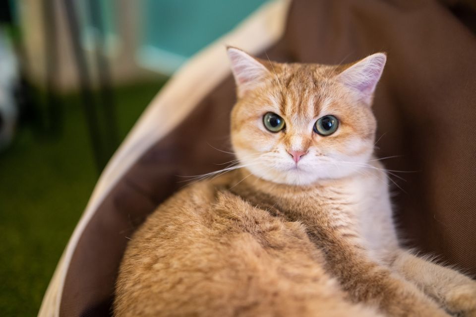 Budapest: Cat Museum Budapest Entry Ticket - Your Cat Time: Petting Rules, Hand Disinfection, and Letting Them Choose