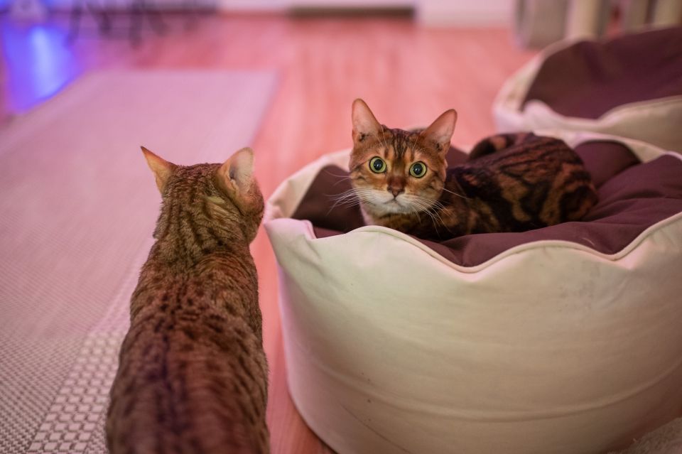 Budapest: Cat Museum Budapest Entry Ticket - Price and Value: Why $14 Feels Fair for 1.5 Hours