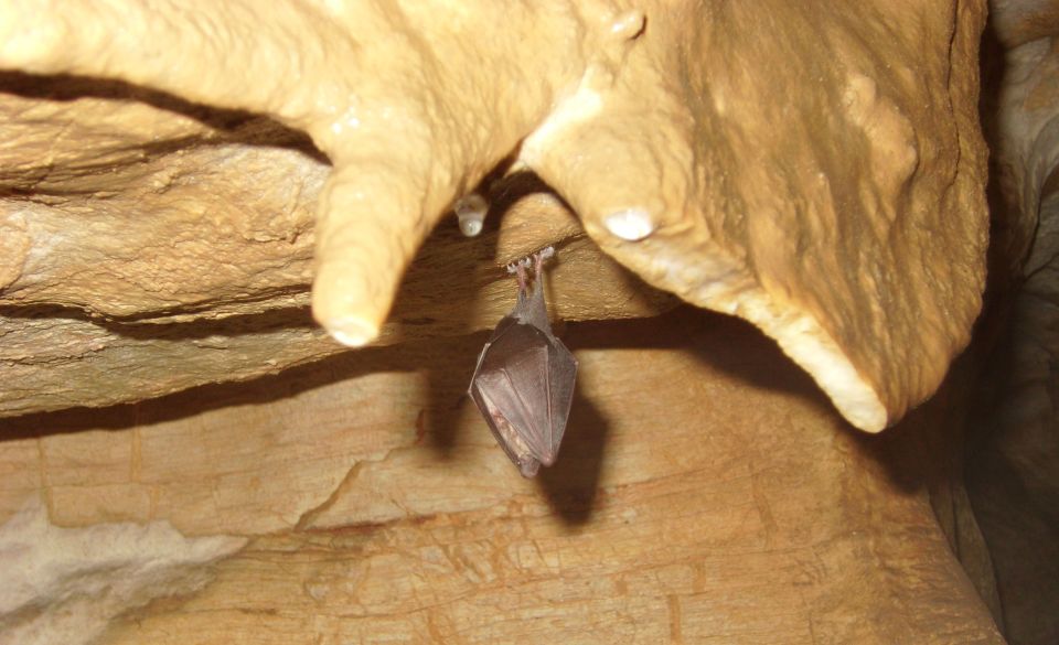 Budapest: Semlő-hegyi & Pál-völgyi Caves Guided Walking Tour - Tips that make your cave day smoother