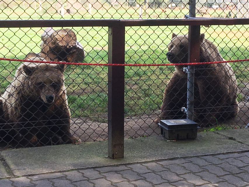 Budapest: Transport & Guided Tour of Bear and Wolf Sanctuary - Wolves and more animals: what you might spot in the compound