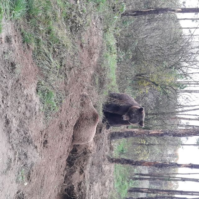 Budapest: Transport & Guided Tour of Bear and Wolf Sanctuary - How your guide turns animal viewing into learning