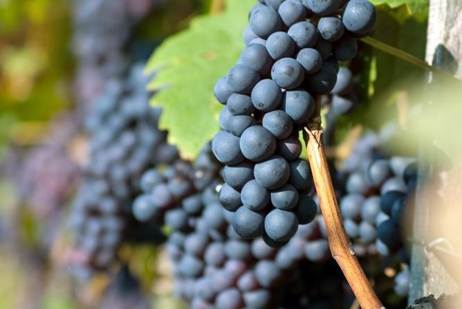 Countryside Half-day Gastro-Wine Tour from Budapest Meal & pickup - Price and value: what $99 buys you in real terms