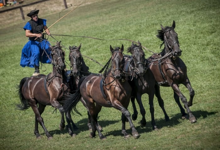 From Budapest: Puszta Horse Show and Countryside Visit - Key things you should know before you go